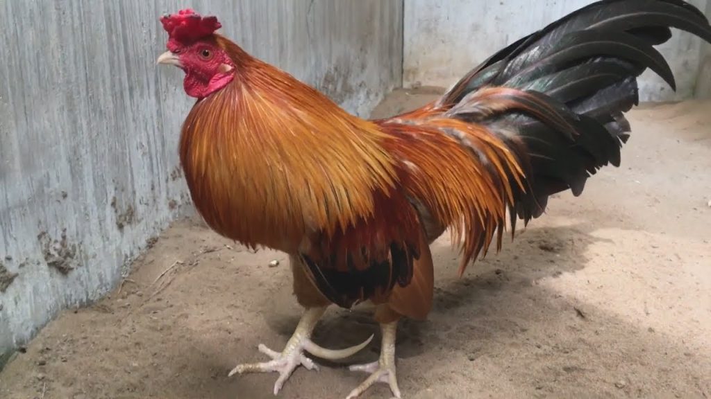 Trong thế giới đá gà, hàng triệu người hâm mộ trên toàn cầu đam mê theo dõi và tham gia vào trò chơi này. Chiến Thuật Đá Gà Cửa Sắt Cho Người Mới Bắt Đầu là một chủ đề quan trọng mà những người mới vào nghề thường tìm hiểu. Nhằm giúp cho những ai chưa có nhiều kinh nghiệm có thể nắm bắt được cách thức để thành công trong lĩnh vực này, bài viết dưới đây https://daga8.de/ sẽ cung cấp thông tin chi tiết và hữu ích.